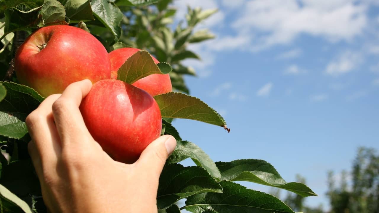 Zelf fruit plukken bij de boer: 'Het begin van het herfstgevoel' | Uit
