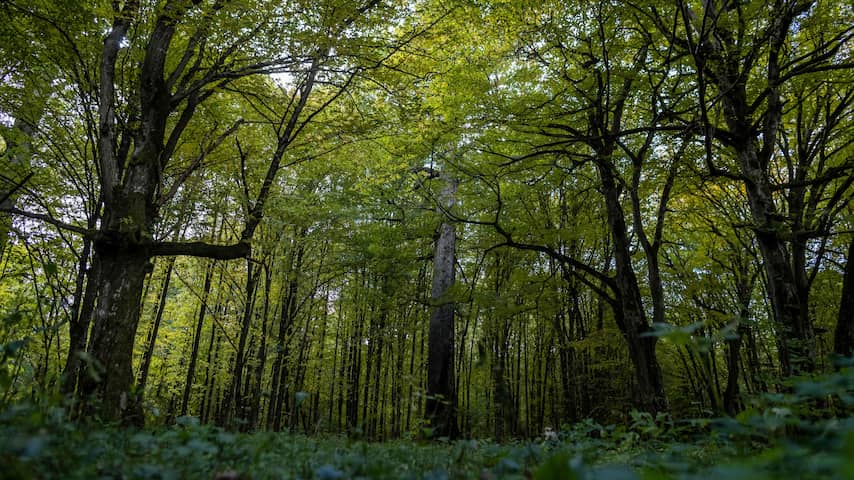 We planten massaal verkeerde bomen en dat bedreigt de Nederlandse natuur |  Klimaat | NU.nl