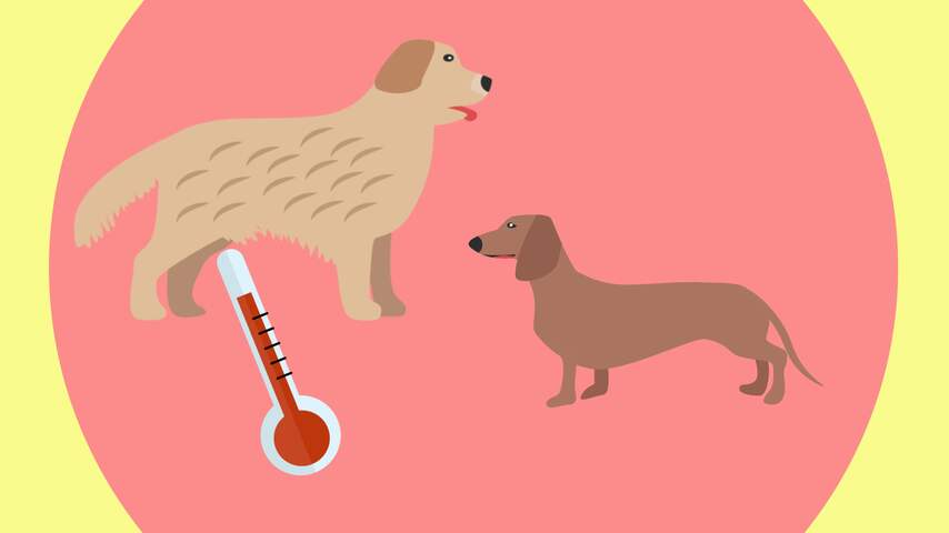 Hoelang kan een hond in een warme auto zitten?