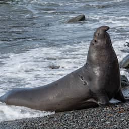 Overlast gevende zeeolifant duikt week na verplaatsing weer op in Canadese stad