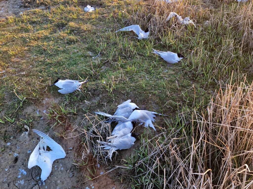 Dode grote sterns op Texel