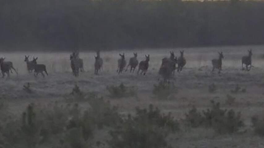 Wandelaar filmt hoe herten vluchten voor wolven op de Veluwe