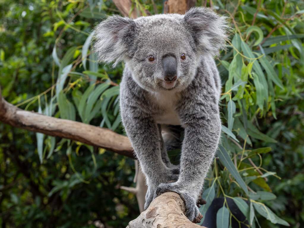 Voor het eerst koala's te zien in Nederlandse dierentuin