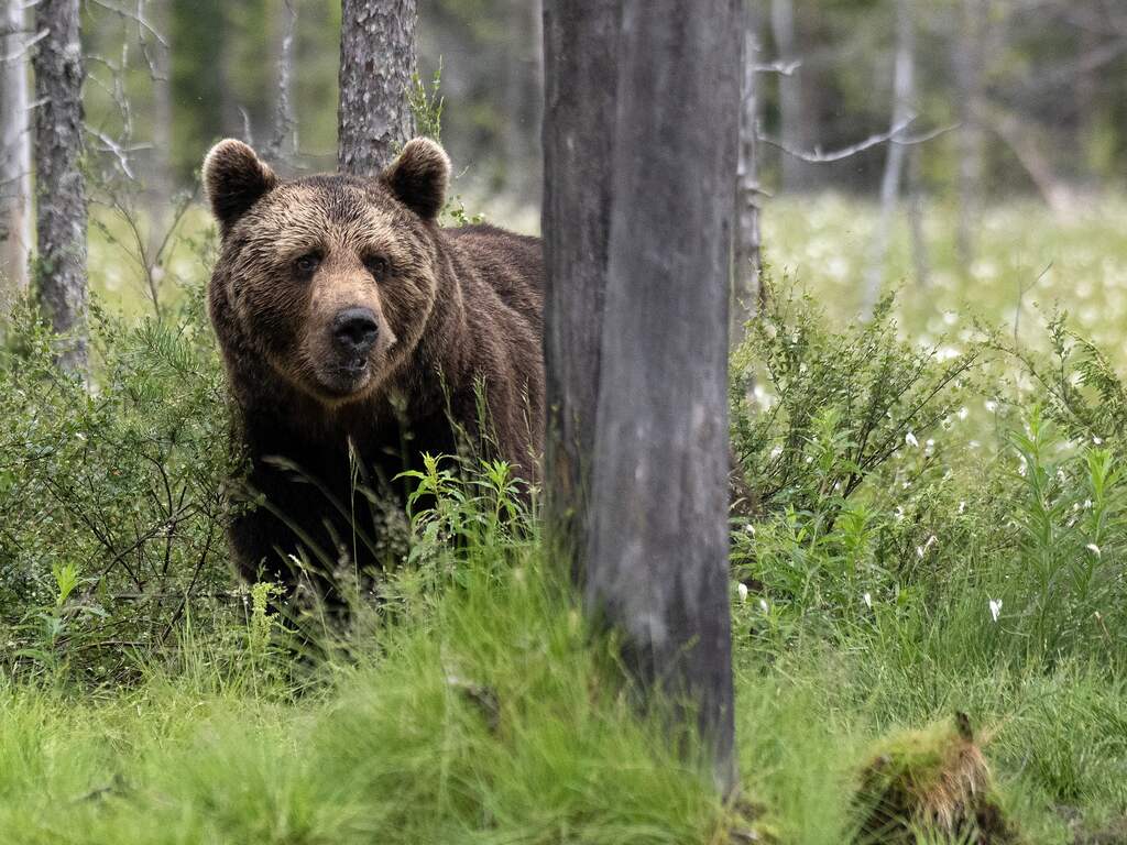 Bruine beer die vijf personen verwondde in Slowakije is doodgeschoten