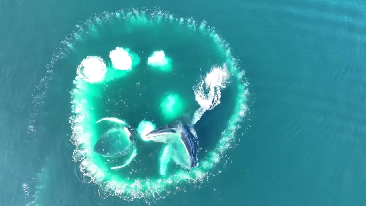 Video | Migrerende bultruggen leren soortgenoten jagen met 'bubbelnet'