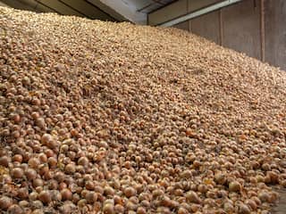 Hitte zet landbouw onder druk, maar Nederlandse oogst houdt voorlopig stand