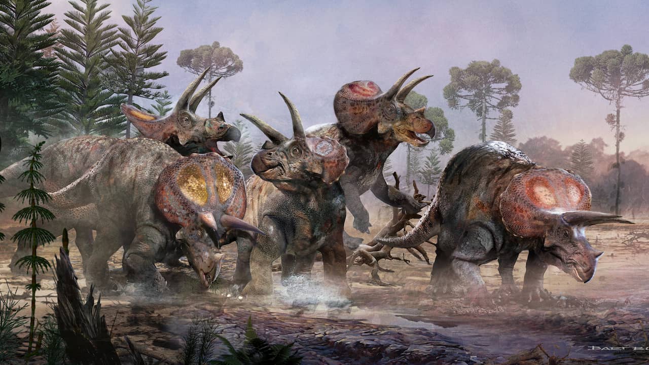 Nederlandse wetenschapper toont aan dat triceratopsen in kuddes leefden