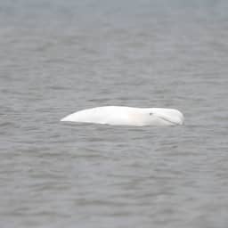 Walvisachtige aangespoeld in Zeeland, vermoedelijk eerder gespotte beloega