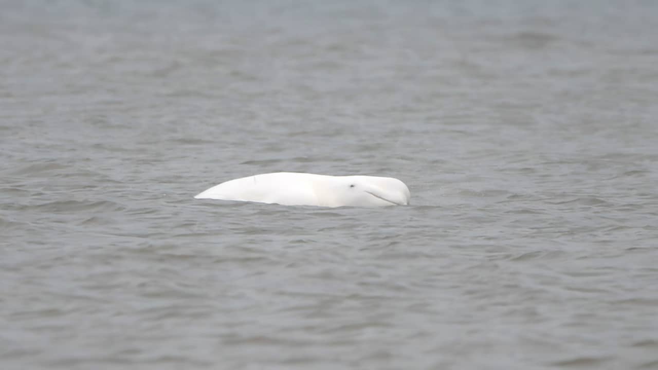 Beloega die voor kust Nederland zwom is nu gezien bij België