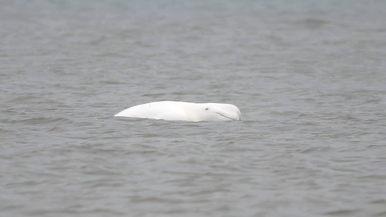 Walvisachtige aangespoeld in Zeeland, vermoedelijk eerder gespotte beloega
