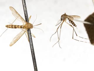 Tijgermug is gespot in bijna heel Nederland 'maar heeft zich nog niet gevestigd'