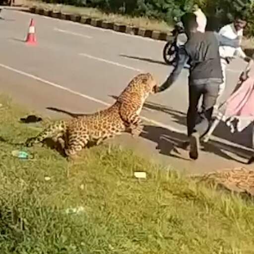 Illustratie bij: Video | Luipaard valt boswachter aan tijdens reddingsactie in India