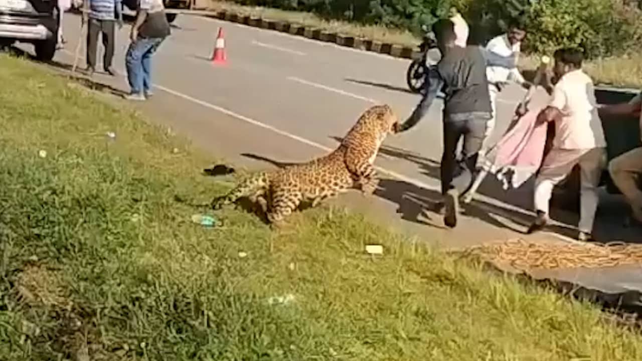 Foto bij Video | Luipaard valt boswachter aan tijdens reddingsactie in India