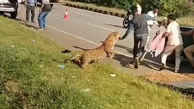 Luipaard valt boswachter aan tijdens reddingsactie in India
