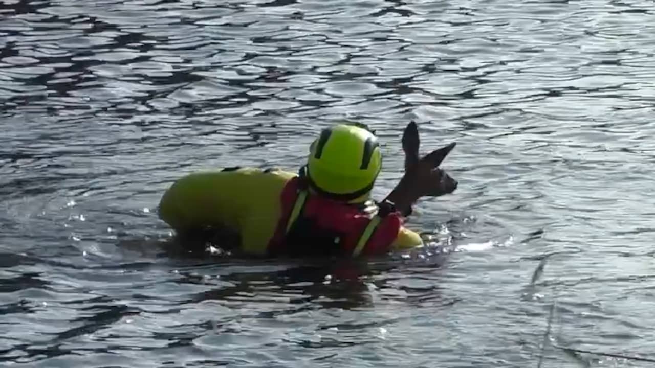 Video | Brandweerman haalt nat pak om jonge ree uit sloot te redden in Nijkerk