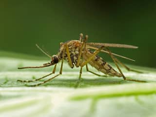 Zevende besmetting met westnijlvirus vastgesteld in regio Arnhem