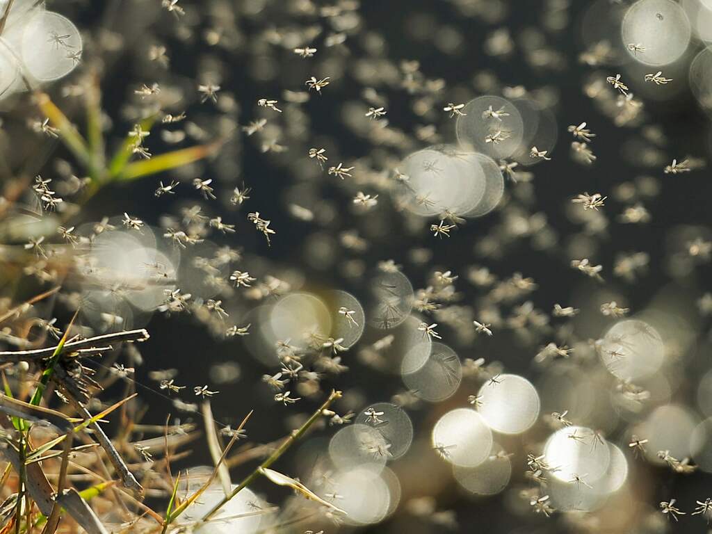 Mogelijk 'perfecte muggenzomer' op komst door hoge temperaturen en veel regen
