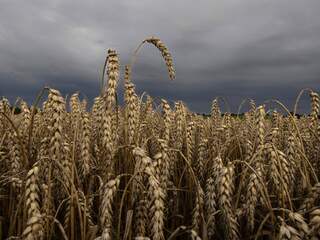 Kan er een nieuwe veilige route voor Oekraïens graan komen?