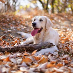 Het wordt bijzonder warm voor november: mogelijke uitschieters van 17 graden