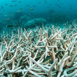 Oceanen waren nog nooit zo warm door klimaatverandering en 'super-El Niño'