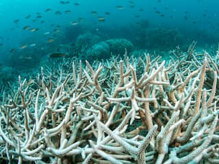 Oceanen waren nog nooit zo warm door klimaatverandering en 'super-El Niño'