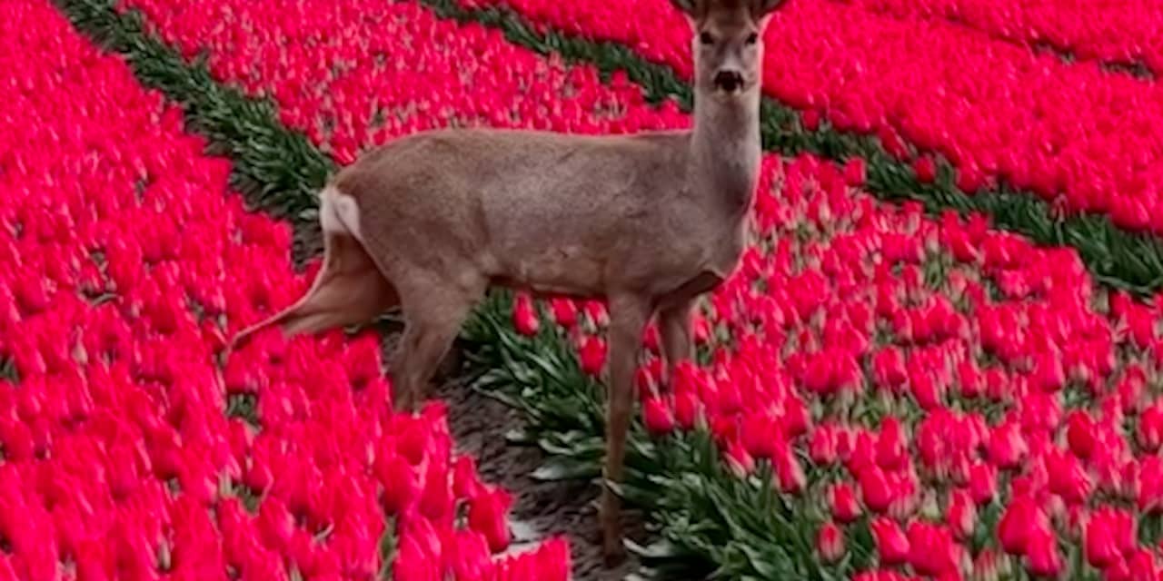 Drone filmt dartelende reeën en hazen tussen Friese tulpen